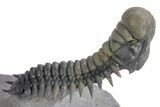 Flying Crotalocephalina Trilobite - Exposed Hypostome #359159-1